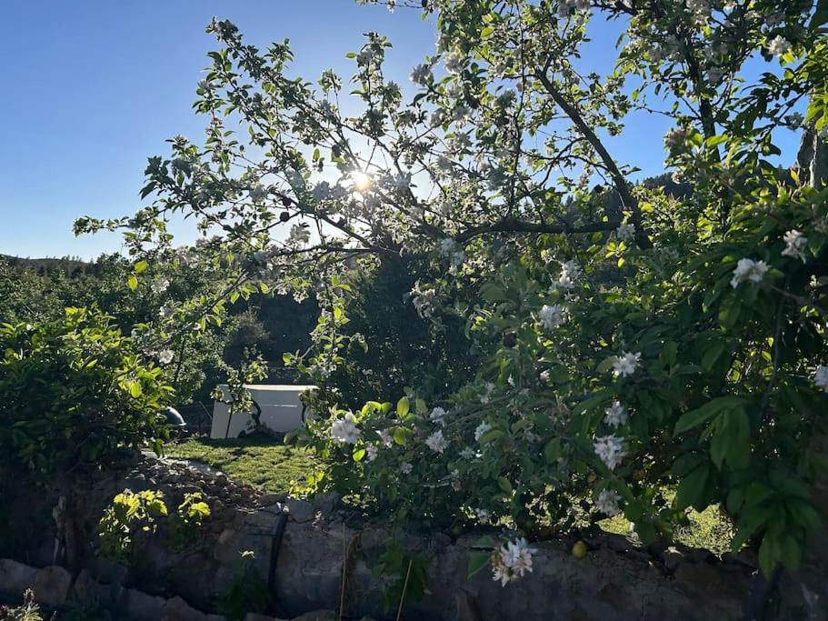 Lilly'S Finca - Romantischter Rueckzugsort - Pool Vilaflor Eksteriør billede
